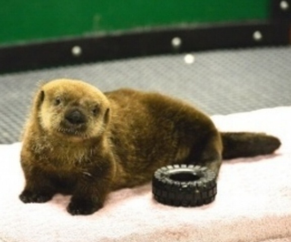 Alaska sea life center seals cropped edited.jpg
