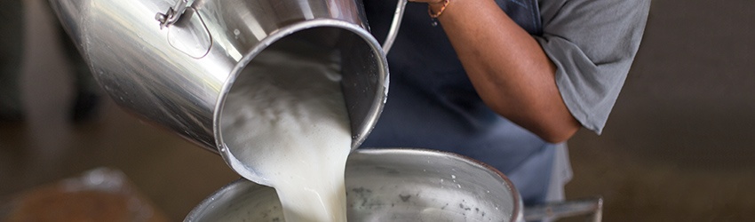 farmer-pouring-fresh-milk